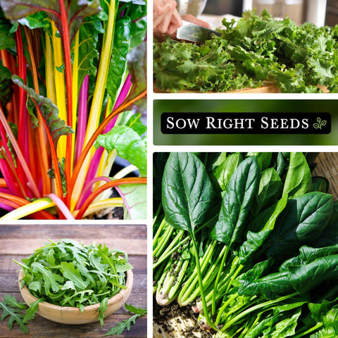 Sow Right Seeds Power Greens dwarf Siberian kale leaves for tender greens