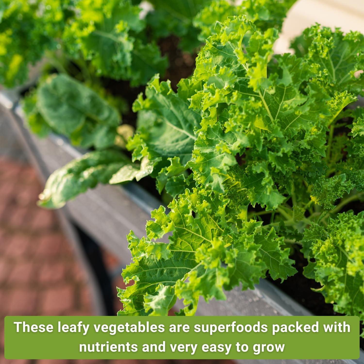 Sow Right Seeds Power Greens Greenwave mustard greens for bright flavor