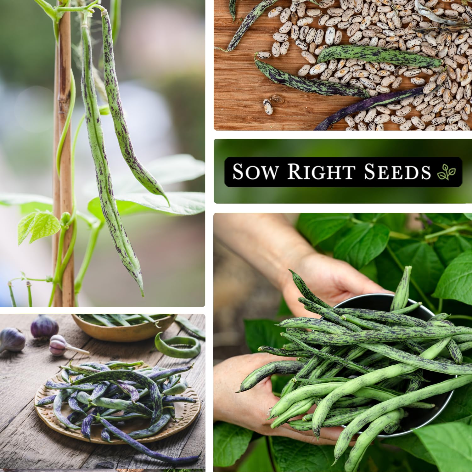 Harvest-ready Rattlesnake beans from a healthy home garden