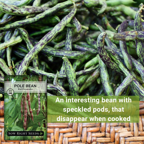 Instruction packet for Rattlesnake beans included