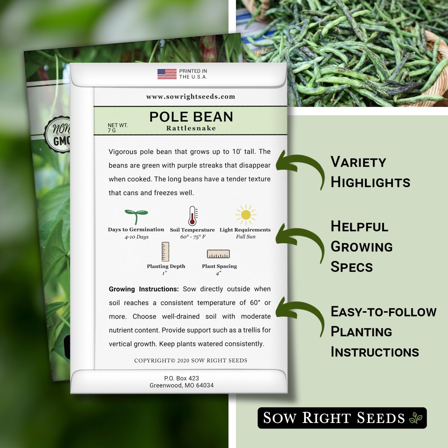 Rattlesnake pole beans climbing a trellis in sunlit garden