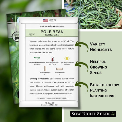 Rattlesnake pole beans climbing a trellis in sunlit garden