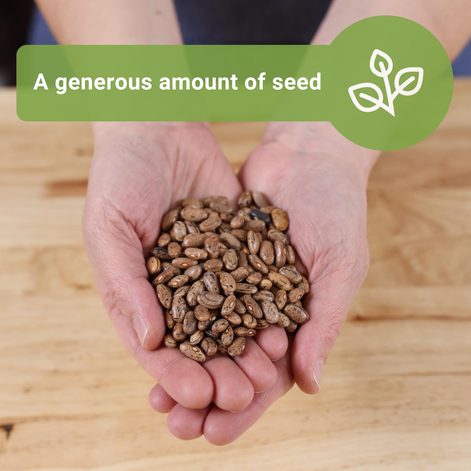 Bean seeds germinating in warm soil for a quick start
