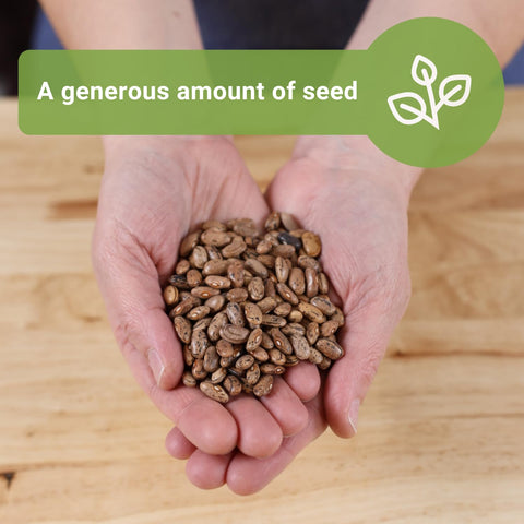 Bean seeds germinating in warm soil for a quick start