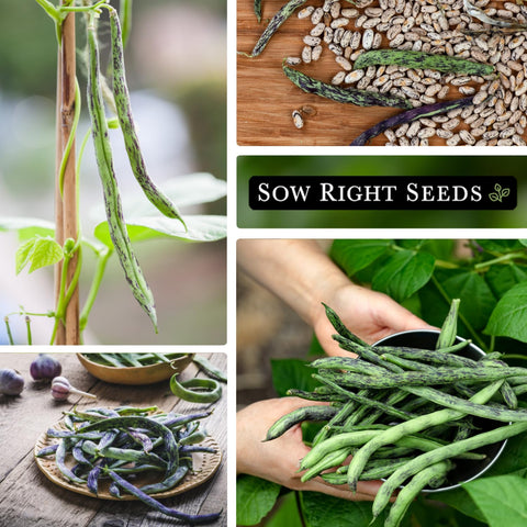 Harvest-ready purple-streaked pods on tall rattlesnake bean vines