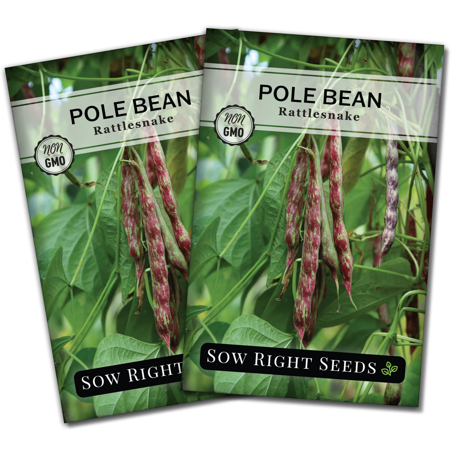 Sow Right Seeds Rattlesnake planting on trellis for vertical growing