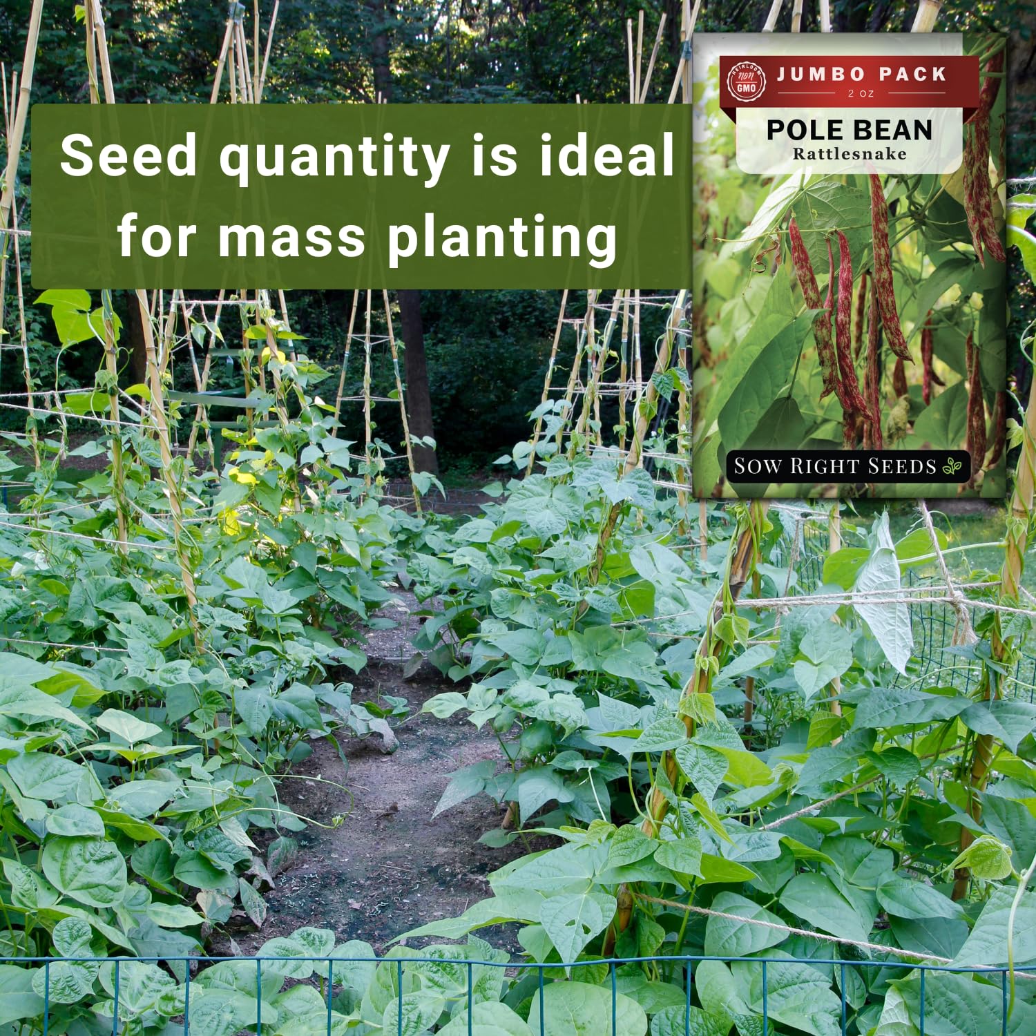 Rattlesnake pole beans climbing a trellis in a sunny garden