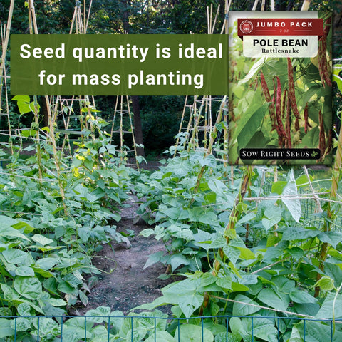 Rattlesnake pole beans climbing a trellis in a sunny garden