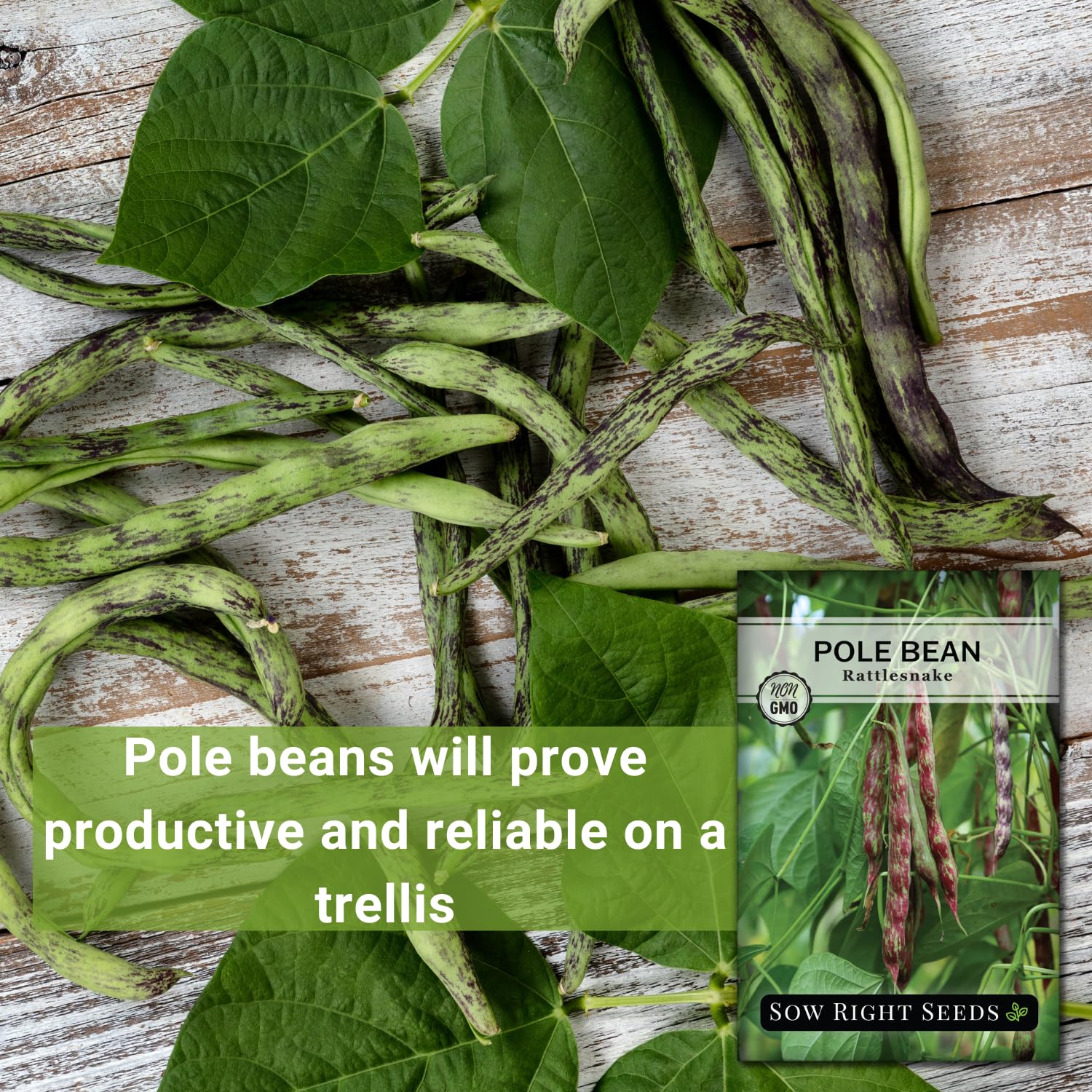 Sow Right Seeds Rattlesnake purple-streaked beans add color