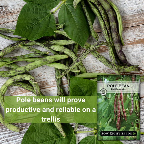 Sow Right Seeds Rattlesnake purple-streaked beans add color