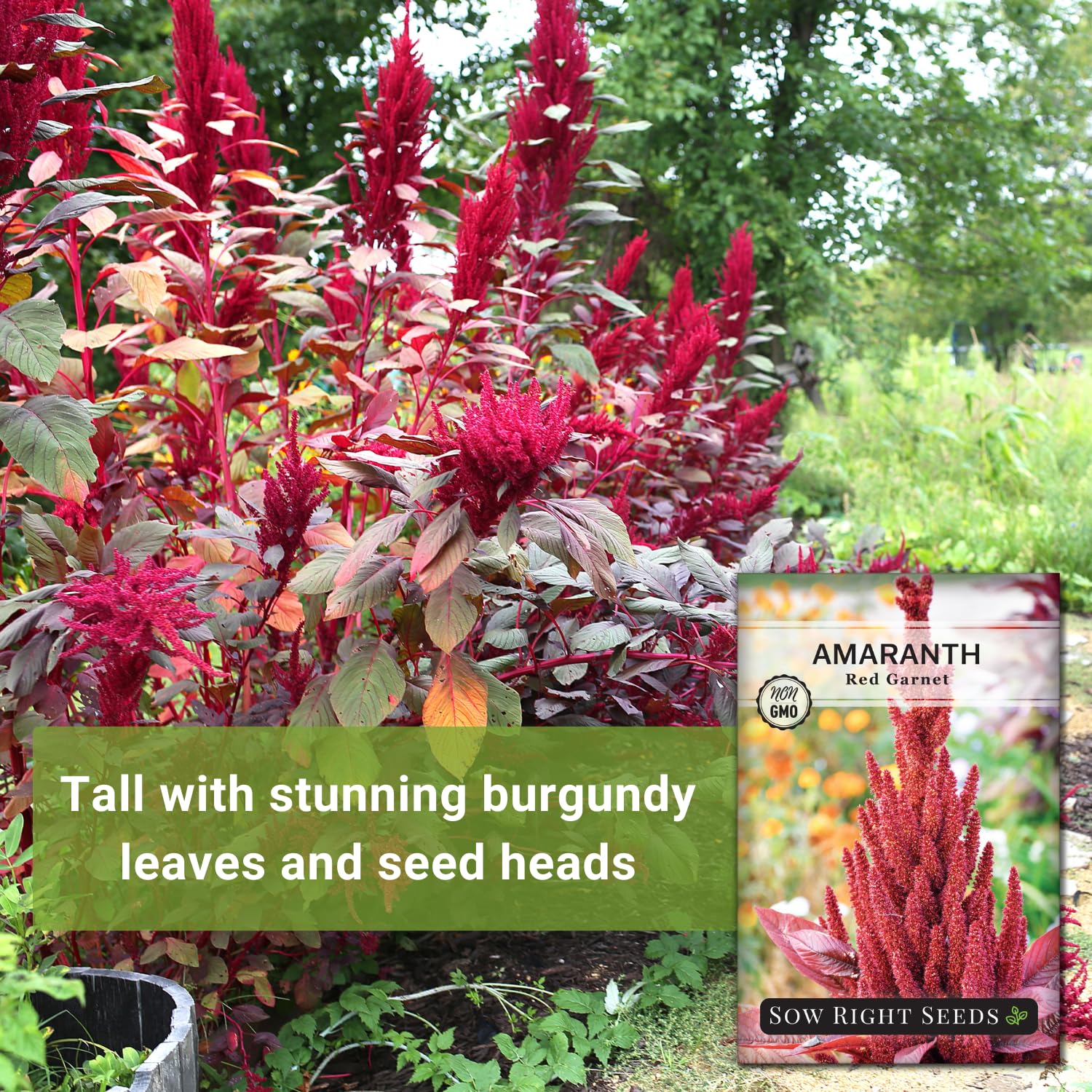 Close-up of amaranth leaves highlighting edible greens from Sow Right Seeds.