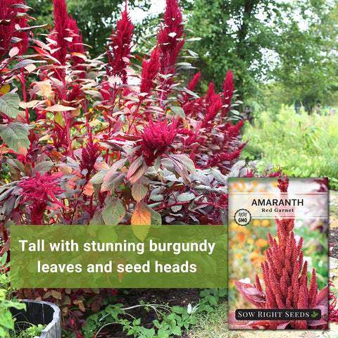 Close-up of amaranth leaves highlighting edible greens from Sow Right Seeds.