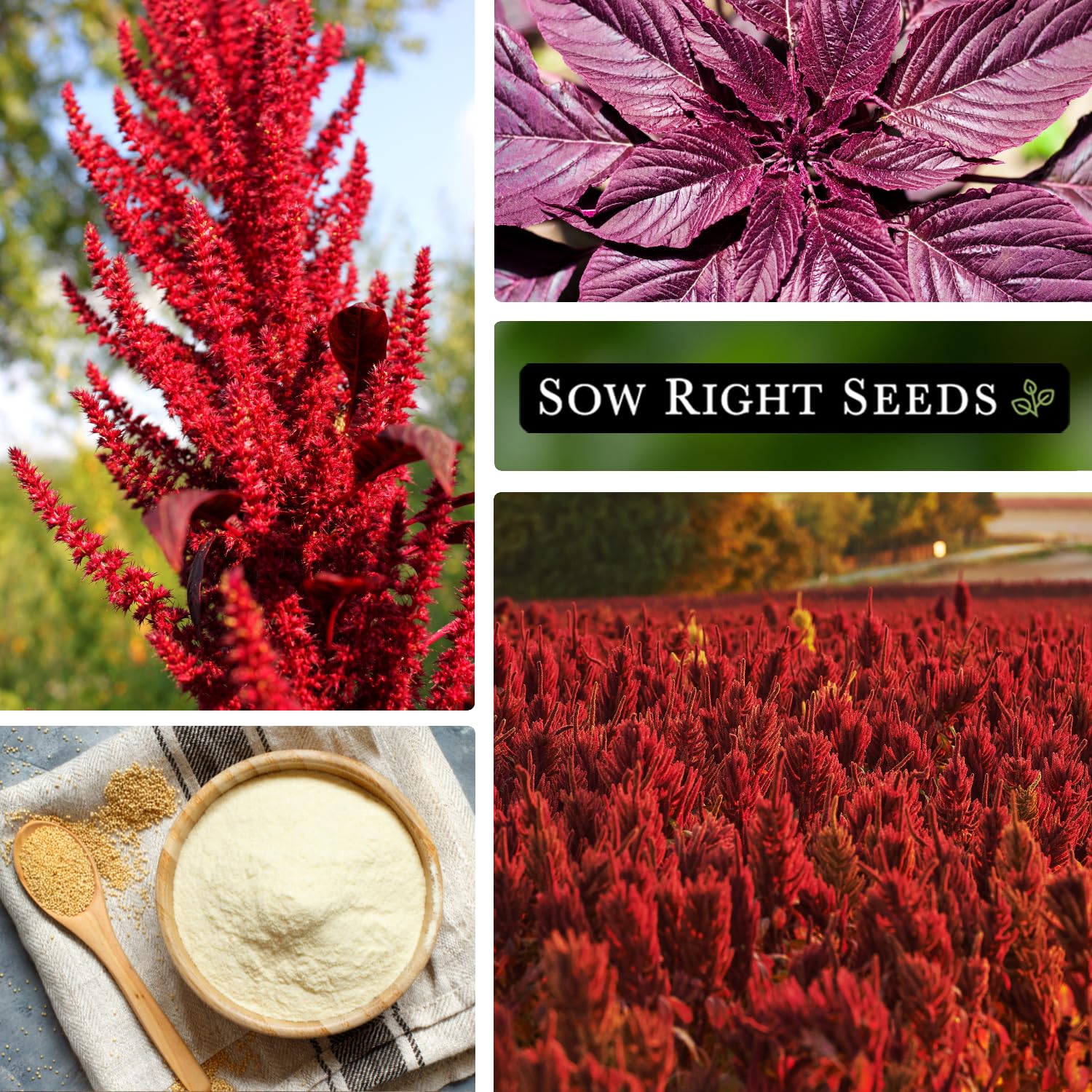 Sow Right Seeds Amaranth plant growing tall in sunny garden beds.
