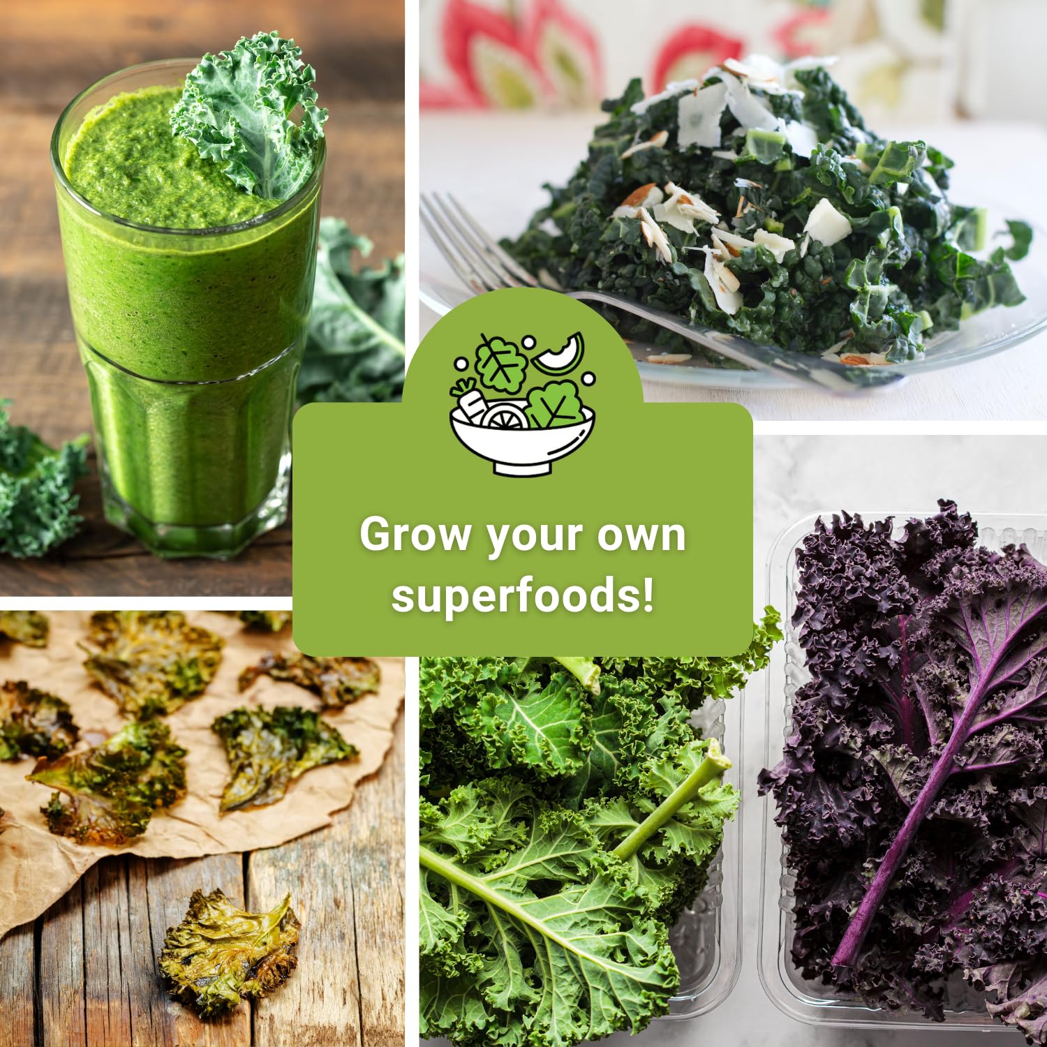 Sow Right Seeds Red Russian kale seeds—hardy greens for cool-season gardens.