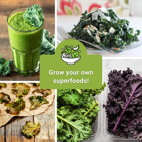 Sow Right Seeds Red Russian kale seeds—hardy greens for cool-season gardens.