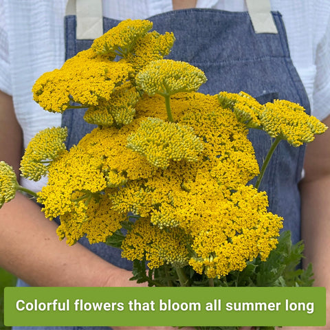 Sow Right Seeds red yarrow seeds add dramatic color for borders and bouquets