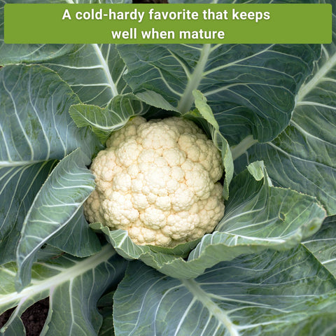 Sow Right Seeds Romanesco broccoli seed packet for dramatic florets