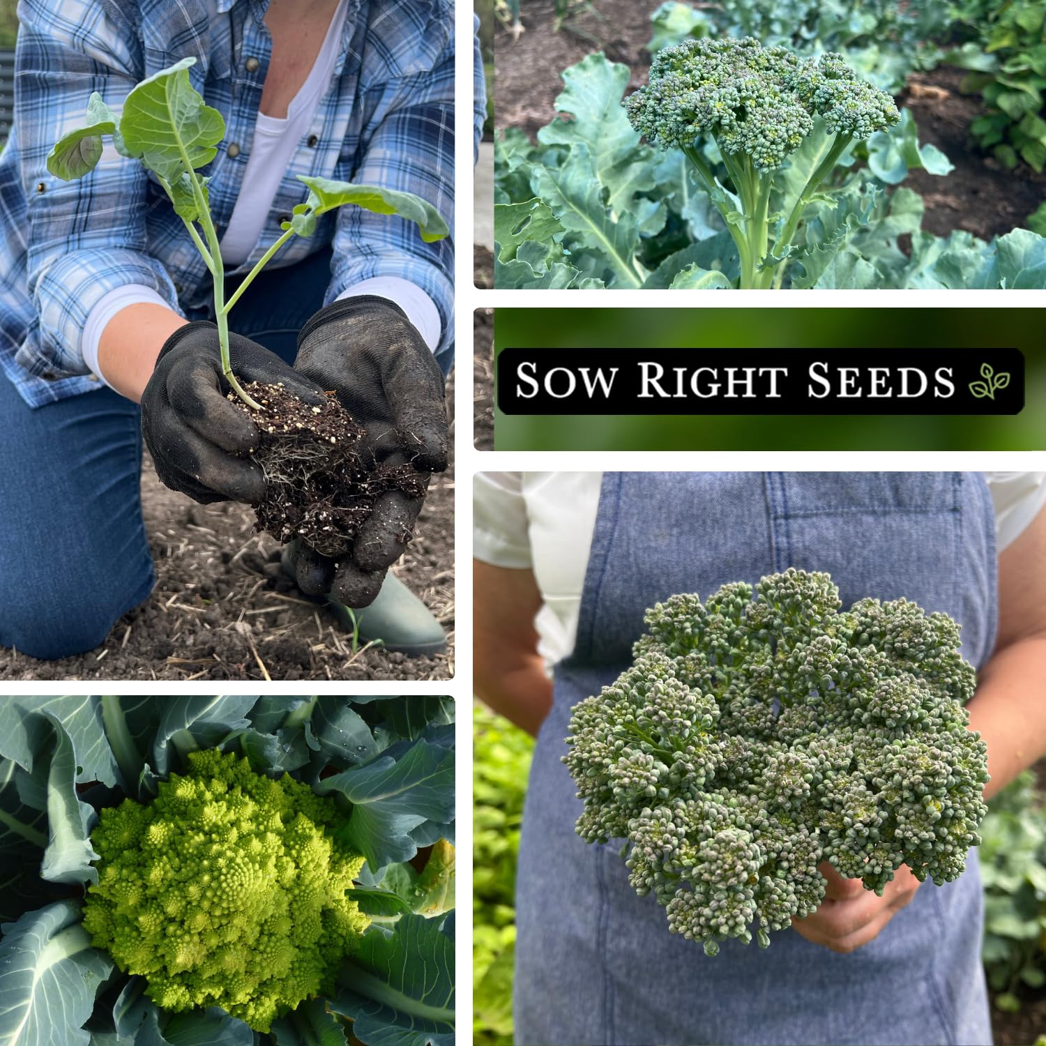 Sow Right Seeds romanesco packet showcasing unique fractal heads for a dramatic home harvest.