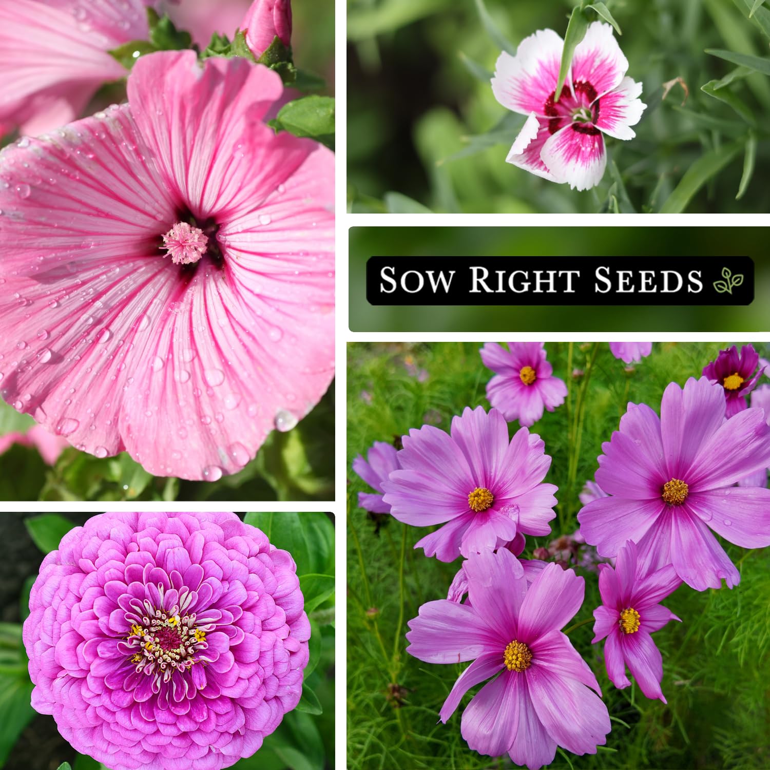 Sow Right Seeds Rose Mallow; airy pink petals ideal for ornamental plantings.