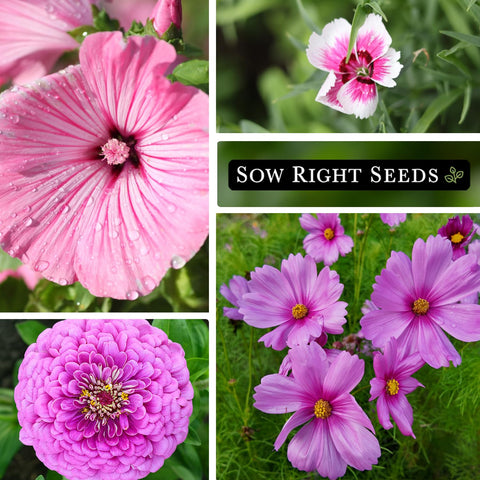 Sow Right Seeds Rose Mallow; airy pink petals ideal for ornamental plantings.