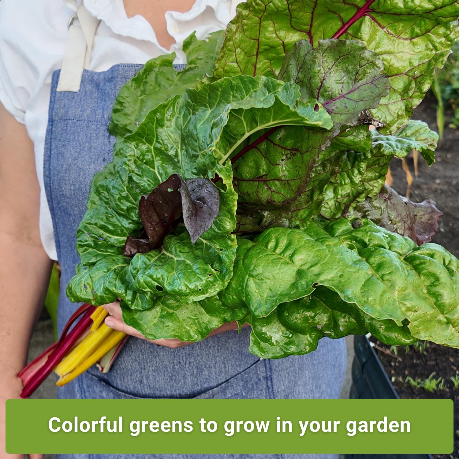 Sow Right Seeds Ruby Red Swiss chard seeds add bright color to meals