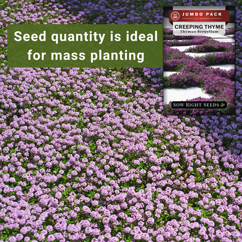 Safe Seed Pledge emblem with Non-GMO heirloom logo