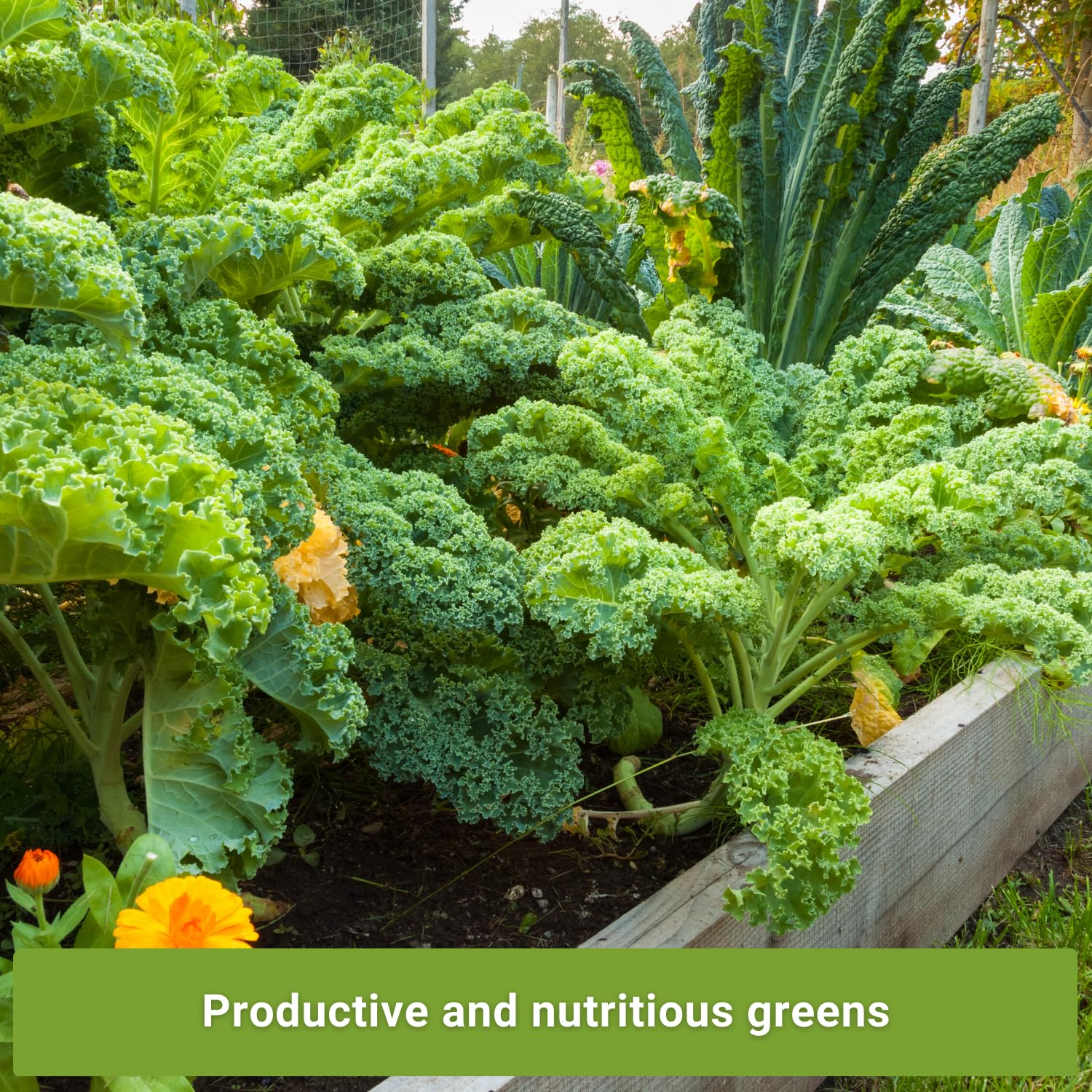Sow Right Seeds Scarlet kale seeds—vibrant foliage and quick harvests.