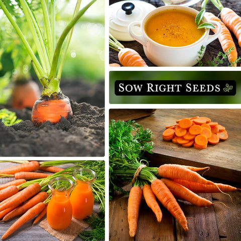 Sow Right Seeds Scarlet Nantes garden setup thriving in sunlit beds