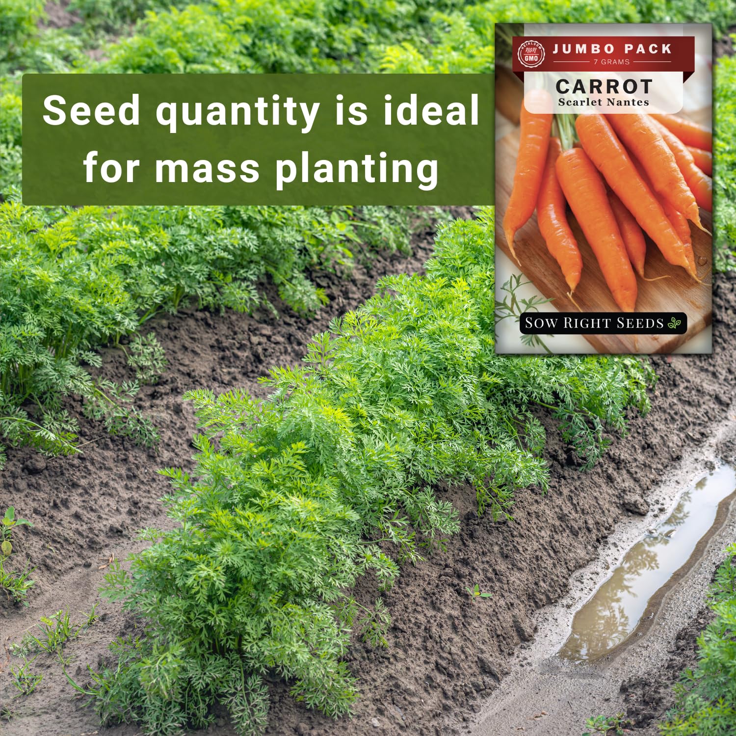 Sow Right Seeds Scarlet Nantes seed tape idea demonstrates easy spacing