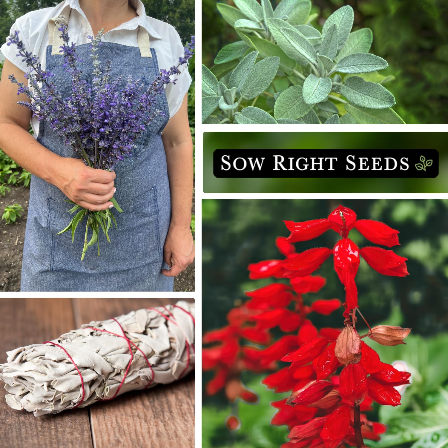 Sow Right Seeds scarlet sage seed packet for vibrant blossoms and pollinator attraction