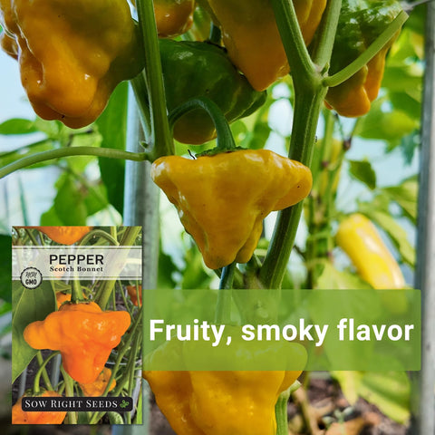 Scotch Bonnet peppers used in sauces and salsas.