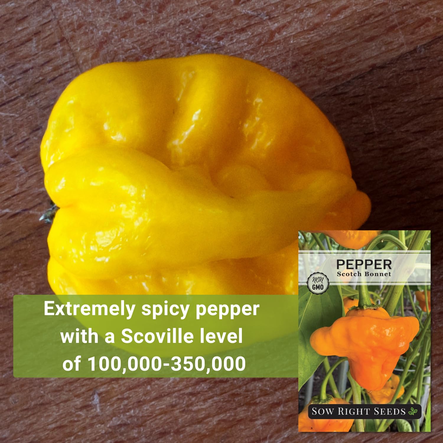 Scotch Bonnet pepper plant growing 2–4 feet tall in sun.