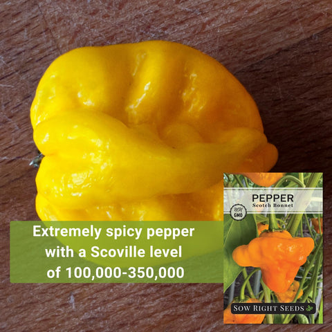 Scotch Bonnet pepper plant growing 2–4 feet tall in sun.