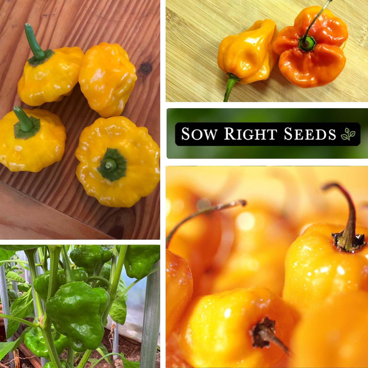 Ripe Scotch Bonnet peppers ready for harvest.