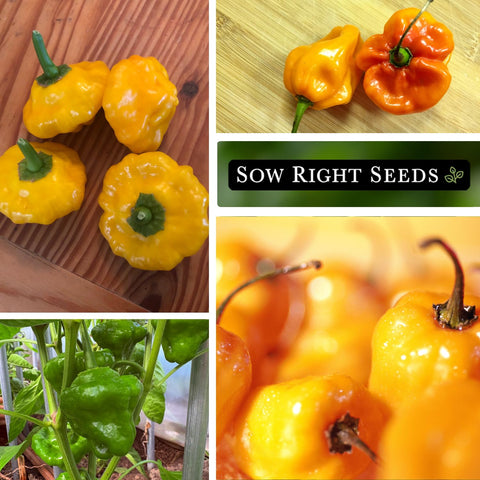 Ripe Scotch Bonnet peppers ready for harvest.
