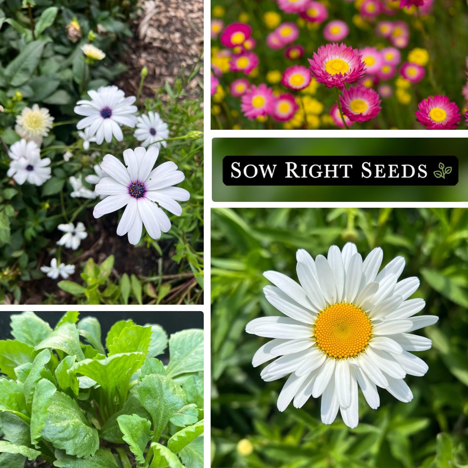 Sow Right Seeds shasta daisy bloom in sunny bed display.