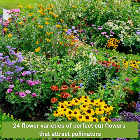 Sow Right Seeds shasta daisy packet for pollinator-friendly beds