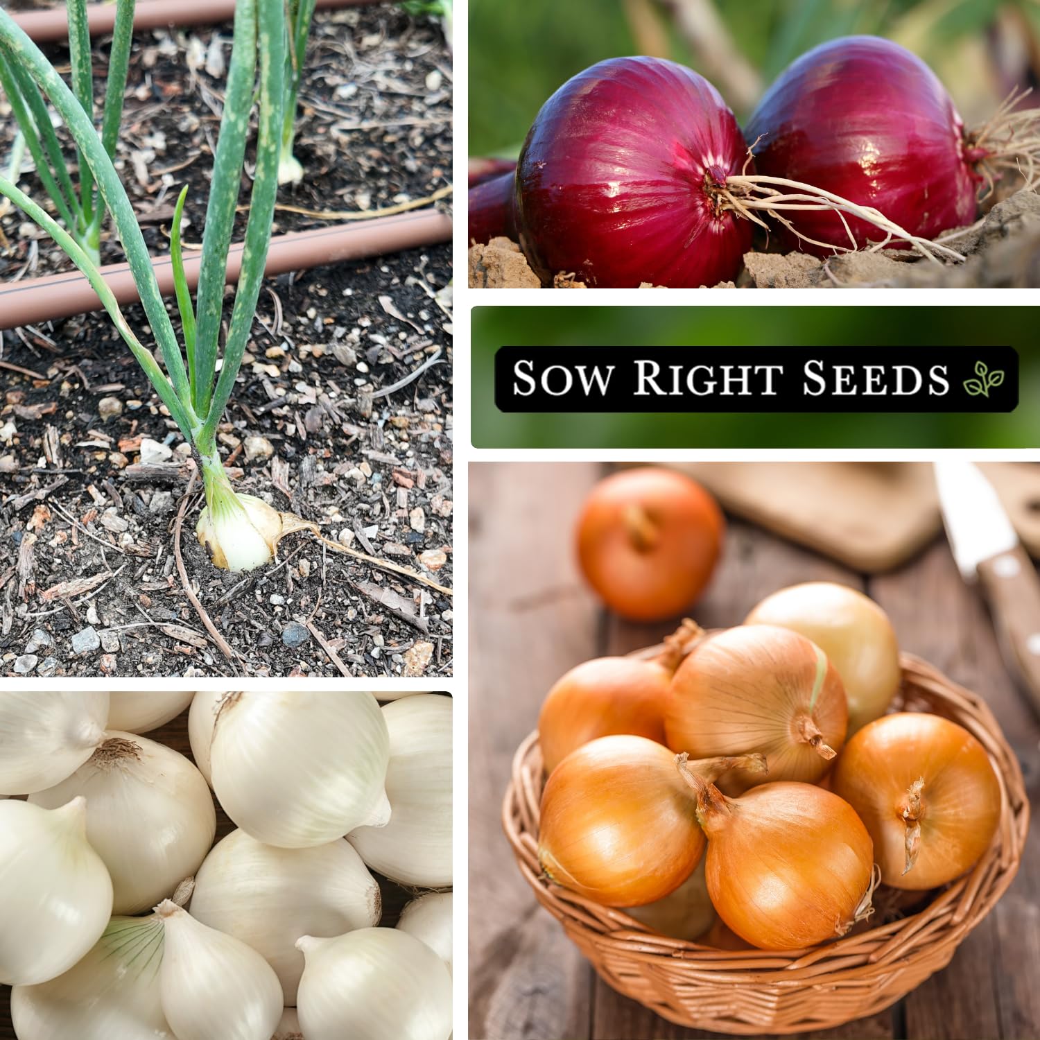 Sow Right Seeds Short-Day Onion Garden Setup image showing easy planting steps.