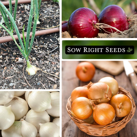 Sow Right Seeds Short-Day Onion Garden Setup image showing easy planting steps.
