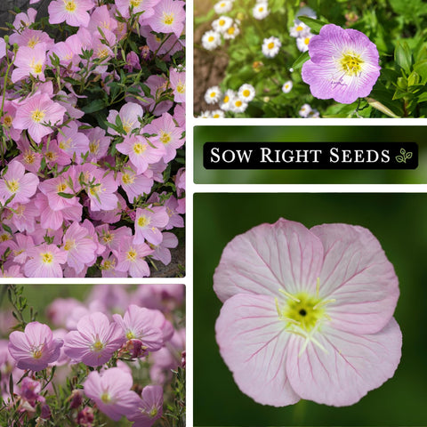 Sow Right Seeds Showy Evening Primrose 2-3ft tall plants for bold border color
