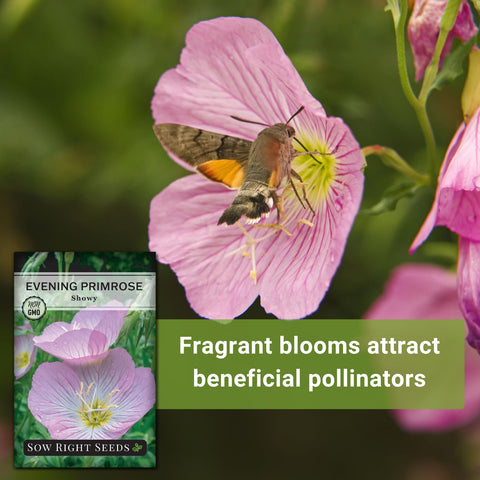 Sow Right Seeds Showy Evening Primrose moon-garden blooms attract night pollinators