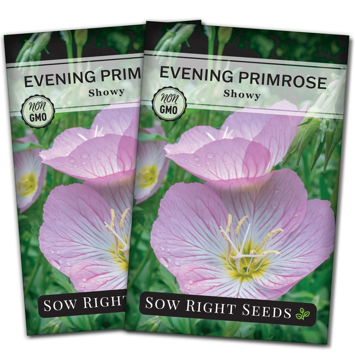 Sow Right Seeds Showy Evening Primrose pink bloom close-up highlighting vibrant petals for summer color