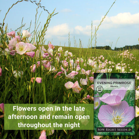 Sow Right Seeds Showy Evening Primrose seed-packet close-up provides easy planting guidance