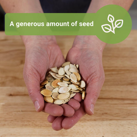 Sow Right Seeds small sugar pumpkin close-up perfect for pies and roasting.