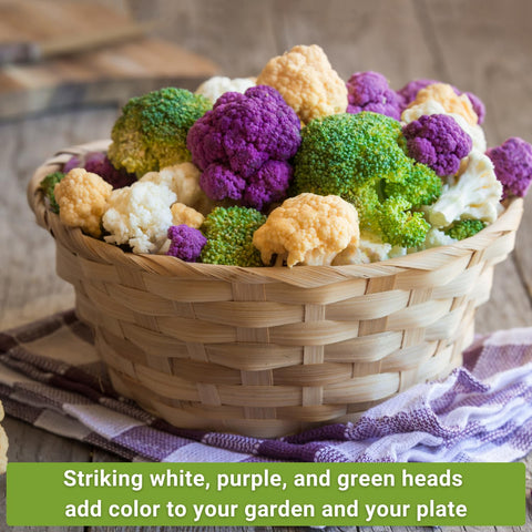 Sow Right Seeds Snowball cauliflower packet for crisp heads