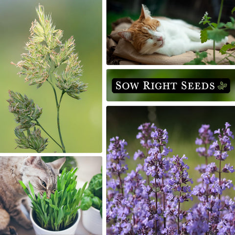 Sow Right Seeds solar-powered farm—sustainable seed production you can trust.