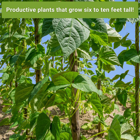 Solar-powered seed farm from Sow Right Seeds supporting sustainable gardening