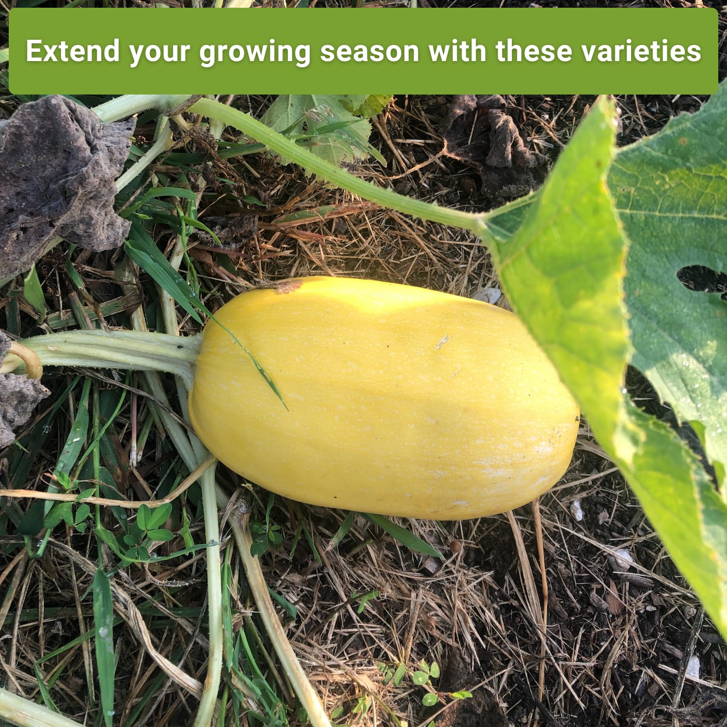 Sow Right Seeds spaghetti squash roast-ready image highlighting versatile kitchen use