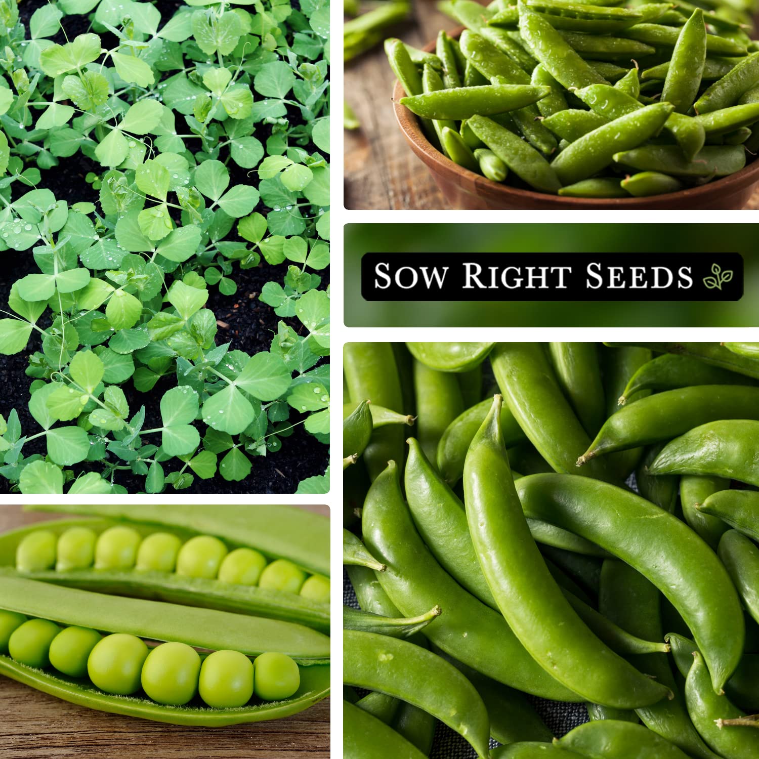 Sow Right Seeds Sugar Snap Peas flowers on flowering vines