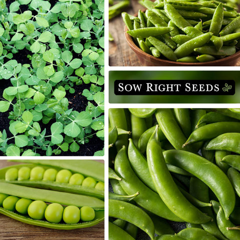Sow Right Seeds Sugar Snap Peas flowers on flowering vines